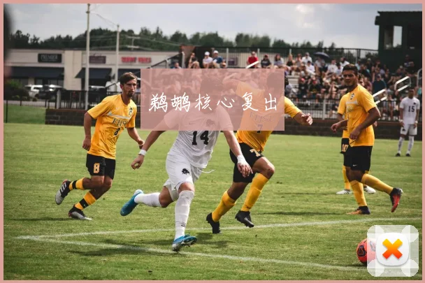 鹈鹕核心复出